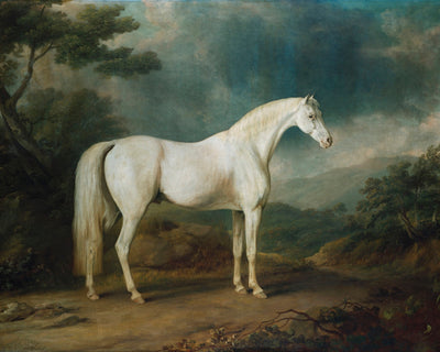 WHITE HORSE IN A WOODED LANDSCAPE