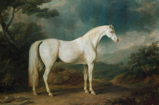 WHITE HORSE IN A WOODED LANDSCAPE