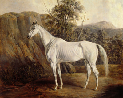 WHITE HORSE art print - Museum Quality Art