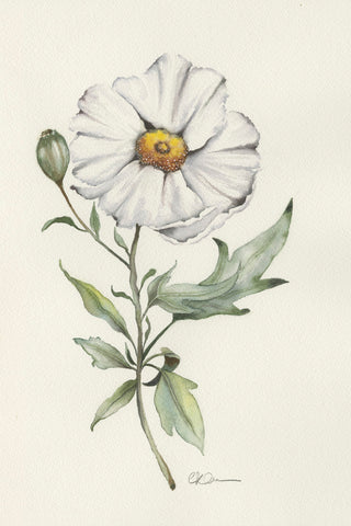 WHITE POPPY - Museum Quality Art