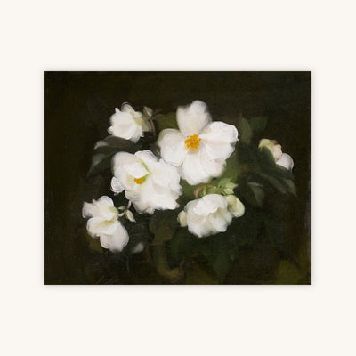 WHITE ROSES, DARK BACKGROUND — Primary Image