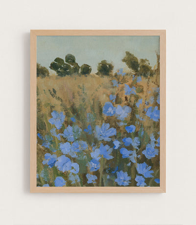 Wild Chicory