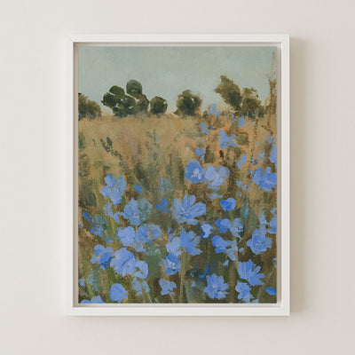 Wild Chicory
