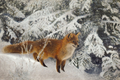 Winter Fox