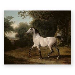 a-grey-arab-stallion-in-a-wooded-landscape-art-print_Featured
