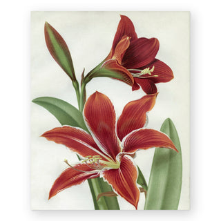 amaryllis-art-print_Featured