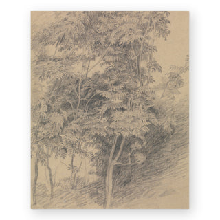 antique-tree-study-art-print_Featured