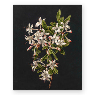 azaleas-art-print_Featured