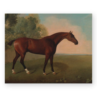 bay-horse-in-a-field-art-print_Featured