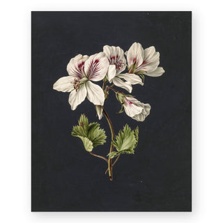 bicolor-botanical-art-print_Featured