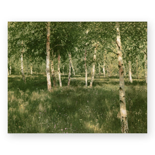 birch-copse-art-print_Featured