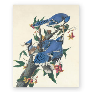 blue-jays-art-print_Featured
