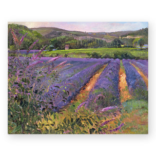 buddleia-and-lavender-field-montclus_Featured