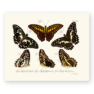 butterflies-art-print_Featured