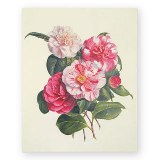 camelias-augusta-innes-withers-art-print_Featured