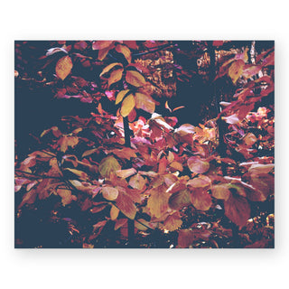 forest-leaves-hope-bainbridge-photography-art-print_Featured