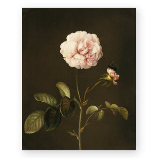 gallica-rose-art-print_Featured
