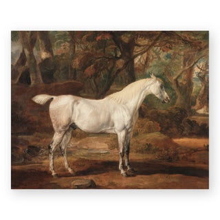 grey-arabian-stallion-art-print_Featured