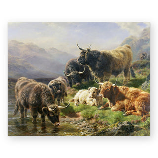 highland-cattle_Featured