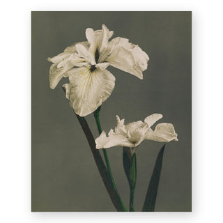 iris-kaempferi-art-print_Featured