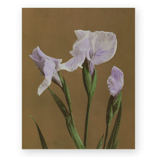 iris-kaempferi-ii-art-print_Featured