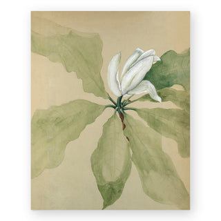 magnolia-blossom-ii-art-print_Featured