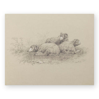 merino-sheep-art-print_Featured