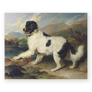newfoundland-dog-called-lion-art-print_Featured