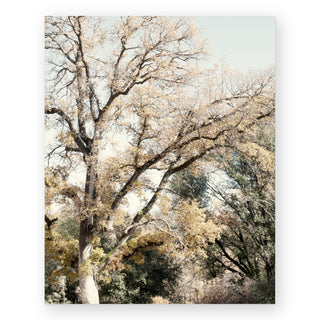 oak-tree-i-hope-bainbridge-photography-art-print_Featured