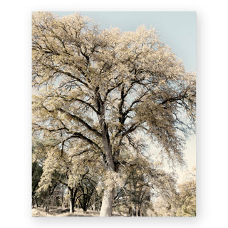 oak-tree-ii-hope-bainbridge-photography-art-print_Featured