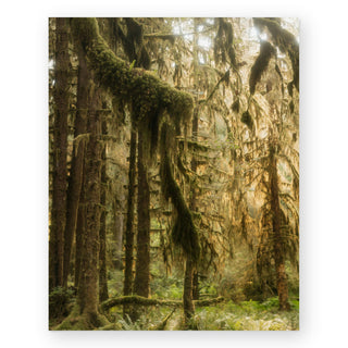 old-growth-sally-grieshaber-art-print_Featured
