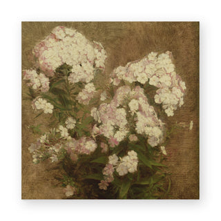phlox-art-print_Featured