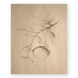 pomegranate-sketch-art-print_Featured