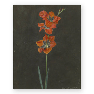 red-botanical-art-print_Featured