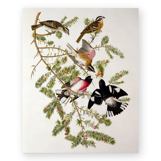 rose-breasted-grosbeak-birds-of-america-art-print_Featured