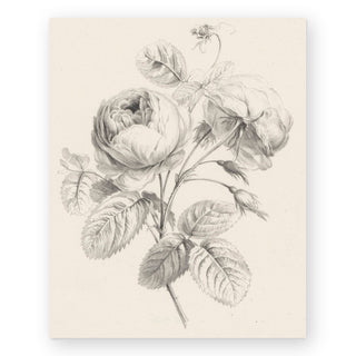 rose-sketch-art-print_Featured