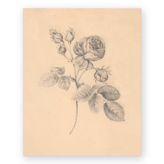 rose-twig-art-print_Featured