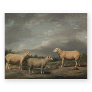 ryelands-sheep-art-print_Featured