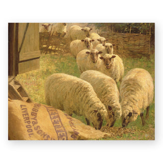sheep-feeding-from-an-upturned-grain-bag_Featured