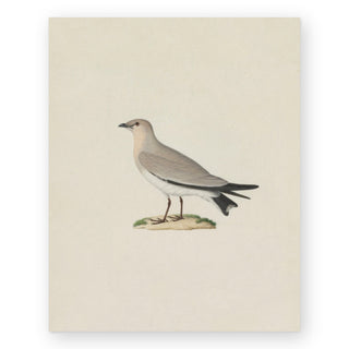 small-pratincole-art-print_Featured
