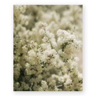 soft-bloom-sally-grieshaber-art-print_Featured