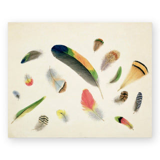 studies-of-feathers-art-print_Featured