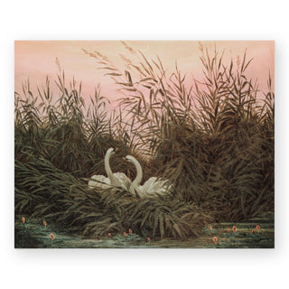 swans-in-the-reeds-art-print_Featured