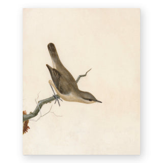 warbler-reed-wren-art-print_Featured