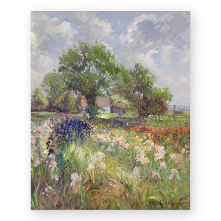 white-barn-and-iris-field_Featured