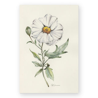 white-poppy-art-print_Featured