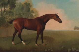 BAY HORSE IN A FIELD