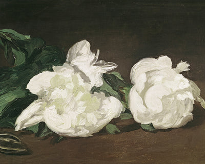 BRANCH OF WHITE PEONIES