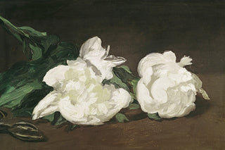 BRANCH OF WHITE PEONIES