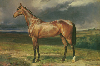 CHESTNUT ARAB HORSE